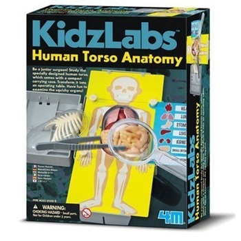 4m-Fm373 Kidzlabs Human Torso Anatomy