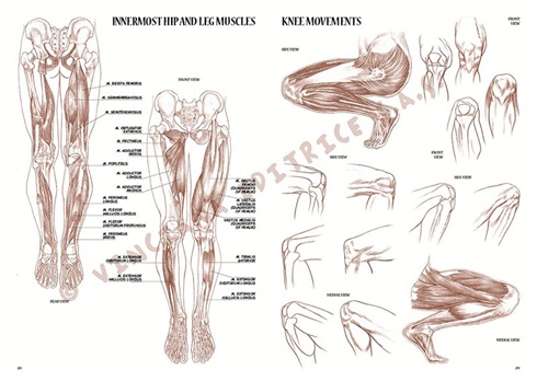 Libro Leonardo 4 Anatomia Para Artistas